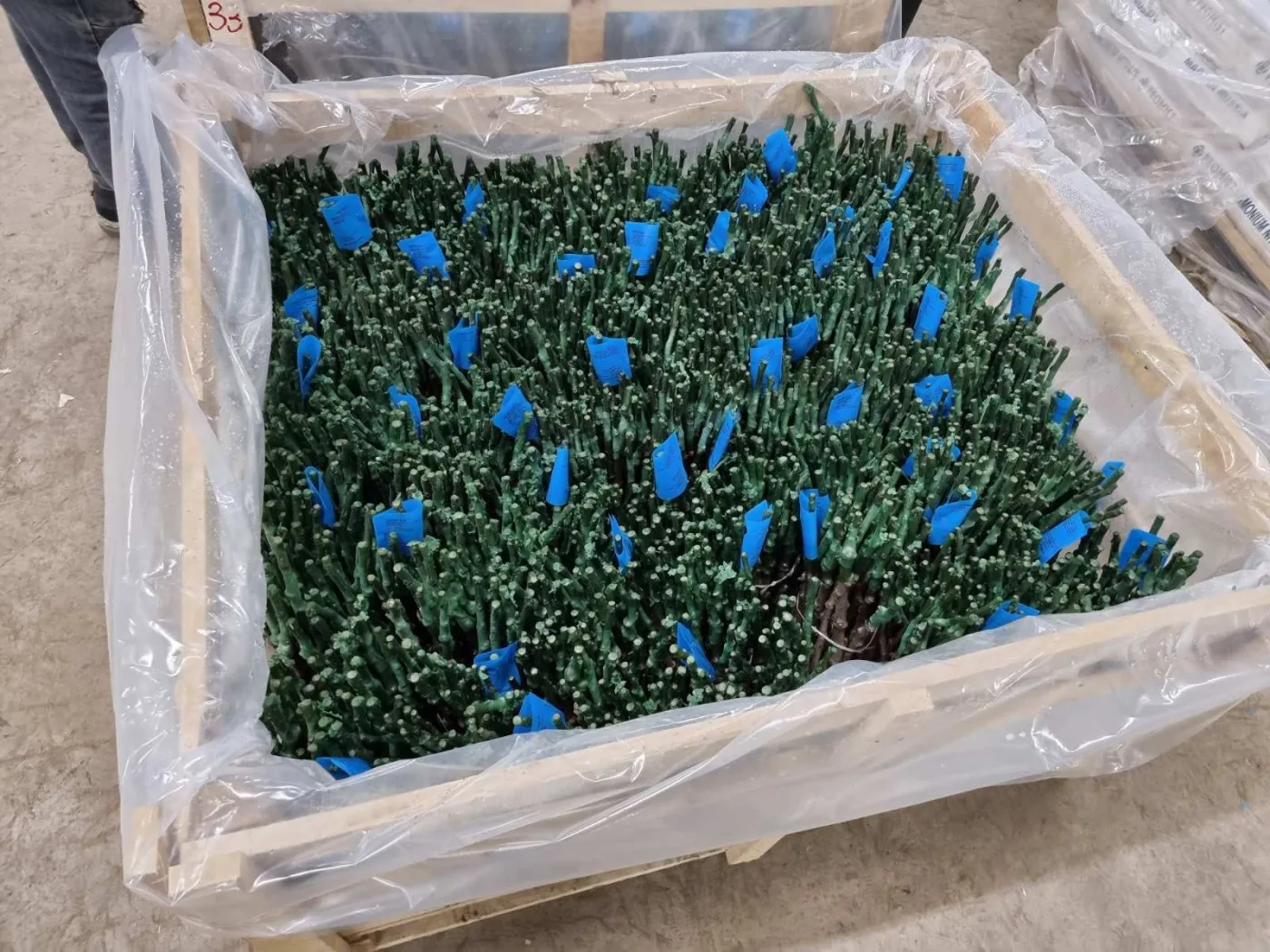 Contract grafting — process
